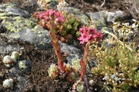 Click for large version