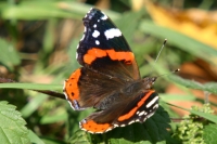 Click for large version