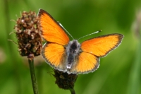 Click for large version