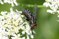 Click for large version