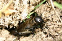 Click for large version