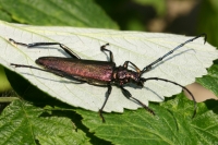 Click for large version