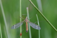 Click for large version