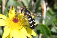 Click for large version