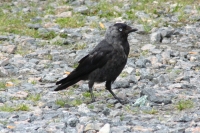 Click for large version