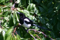 Click for large version