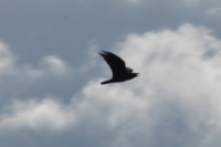 Click for large version