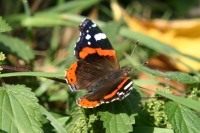 Click for large version