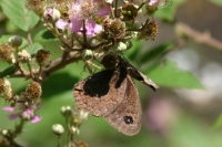 Click for large version