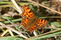 Click for large version