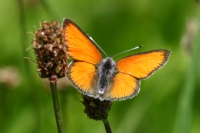 Click for large version