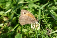 Click for large version