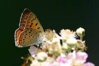 Click for large version