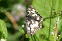 Click for large version