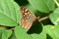 Click for large version