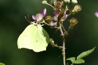 Click for large version