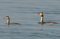 Click for large version