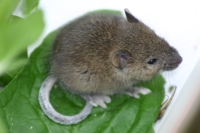 Click for large version