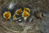 Click for large version