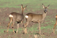 Click for large version