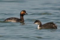 Click for large version