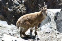 Click for large version