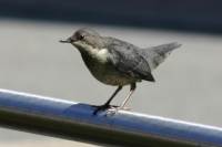 Click for large version