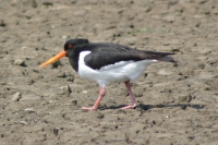 Click for large version