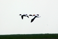 Click for large version