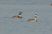 Click for large version