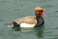 Click for large version