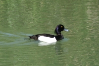 Click for large version