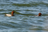 Click for large version