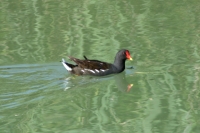 Click for large version