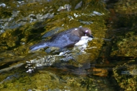 Click for large version